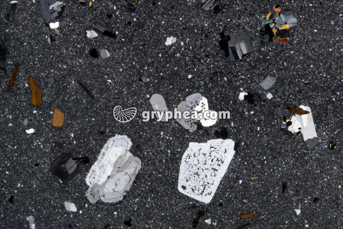 Trachyte LPA x2,3 - gryphea.com